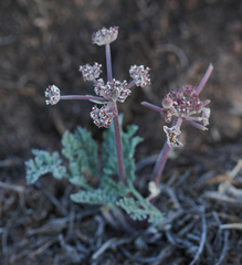 Lomatium nevadense nevadense
