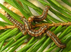 Cephalcia alpina