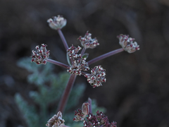 Lomatium nevadense nevadense