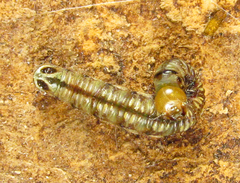 Cephalcia alpina