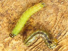 Cephalcia alpina