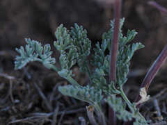 Lomatium nevadense nevadense