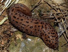 Limax conemenosi