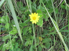 Osteospermum grandidentatum