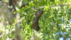 Gleditsia amorphoides