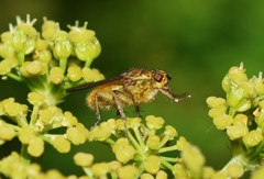 Scathophaga stercoraria