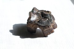 Coelodonta antiquitatis