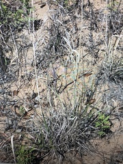 Digitaria californica