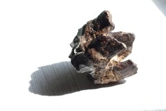 Coelodonta antiquitatis