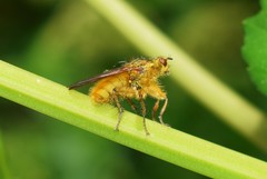 Scathophaga stercoraria