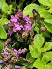 Ajuga reptans
