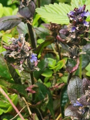Ajuga reptans