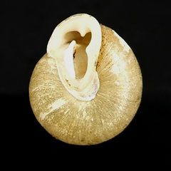 Inflectarius inflectus