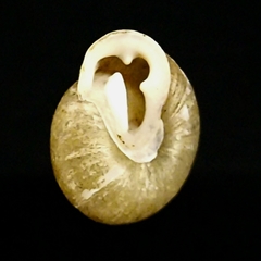 Inflectarius inflectus