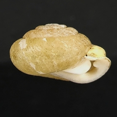 Inflectarius inflectus