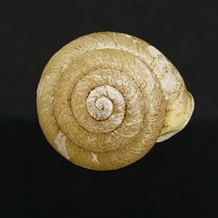 Inflectarius inflectus