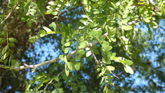Gleditsia amorphoides