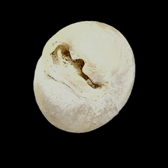 Stenotrema pilula