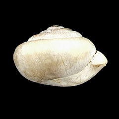 Stenotrema pilula