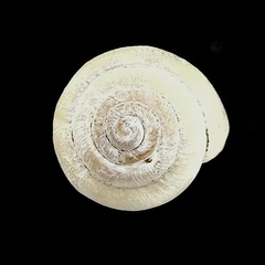 Stenotrema pilula