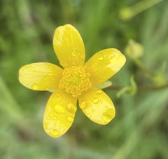 Ranunculus orthorhynchus
