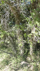 Gleditsia amorphoides