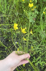 Ranunculus orthorhynchus