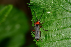 Cantharis pellucida