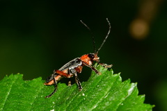 Cantharis pellucida