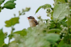 Acrocephalus schoenobaenus