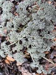 Lomatium cuspidatum