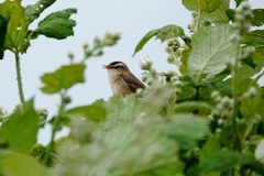 Acrocephalus schoenobaenus