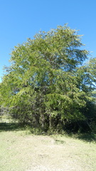 Gleditsia amorphoides