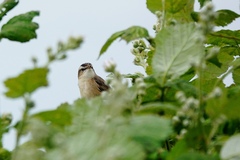 Acrocephalus schoenobaenus