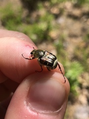 Trichiotinus affinis