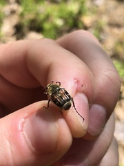 Trichiotinus affinis