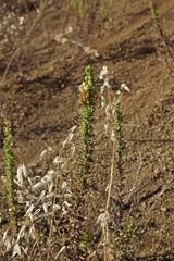 Sairocarpus subcordatus