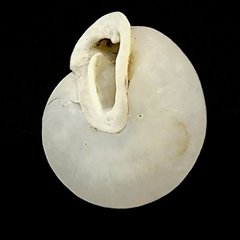 Inflectarius smithii