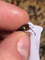 Trichiotinus affinis