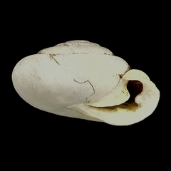 Inflectarius smithii