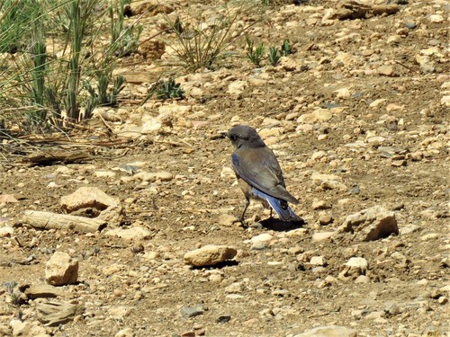 Western Bluebird photographed in Utah