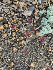 Lomatium cuspidatum