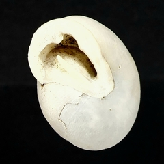 Inflectarius smithii