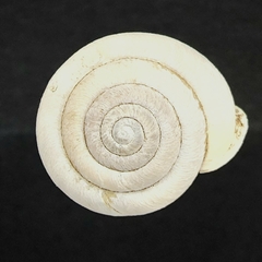 Inflectarius smithii