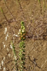 Sairocarpus subcordatus