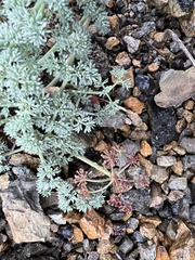 Lomatium cuspidatum
