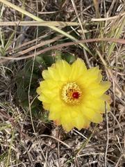 Parodia ottonis