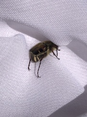 Trichiotinus affinis