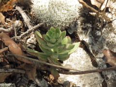 Echeveria nodulosa