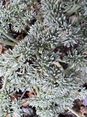 Lomatium cuspidatum